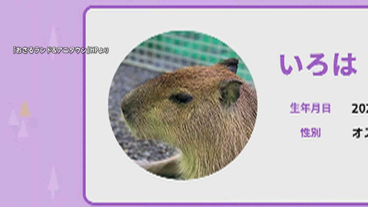 動物園からカピバラ1頭が脱走　飼育員が“おり”の扉を開けた時に隣接する森に逃げ込む　栃木・日光市