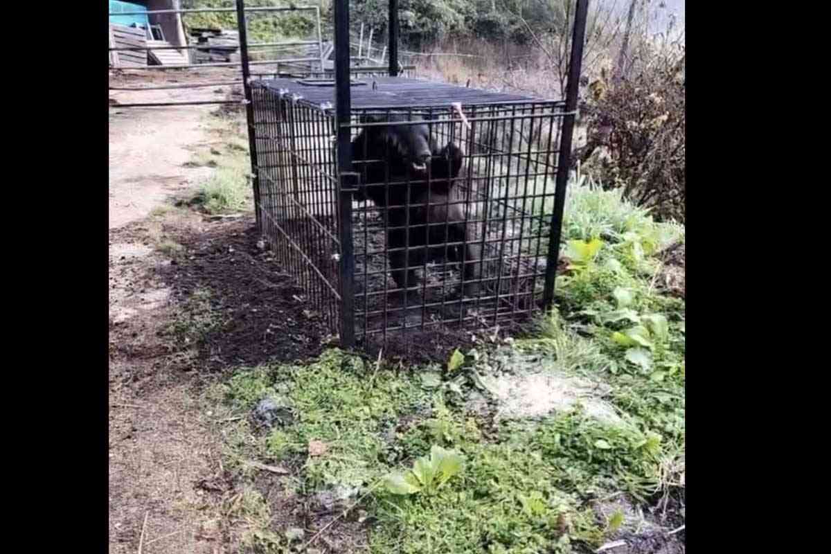 「怖すぎます」　自宅の庭にクマ3頭　わなで捕獲も…暴れ回る姿に戦慄