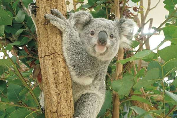 「かわいい」以外で表現