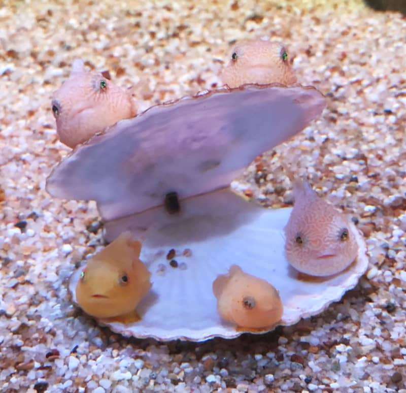 がるちゃんで拾ったふふっと笑える画像 女性のための恋愛 結婚情報を発信するためのブログ がるちゃんで拾ったふふっと笑える画像 女性のための恋愛 結婚情報を発信するためのブログ