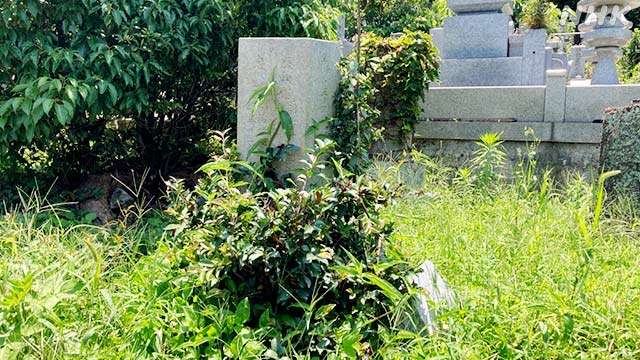 お墓が放置されていく…「無縁墓」全国半数以上の自治体で