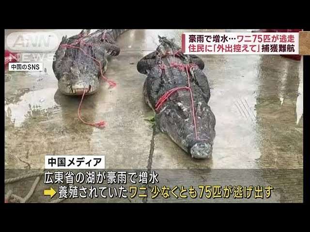 豪雨で増水…ワニ75匹が逃走　住民に「外出控えて」捕獲難航