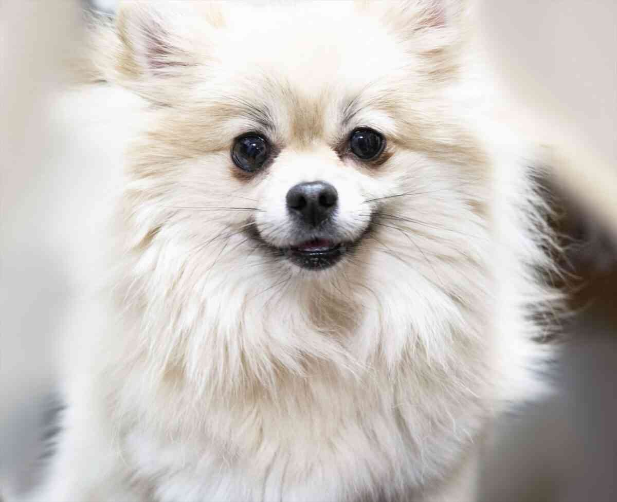 「好きな犬種」ランキングTOP3　圧倒的1位は？　犬好き女性300人が回答