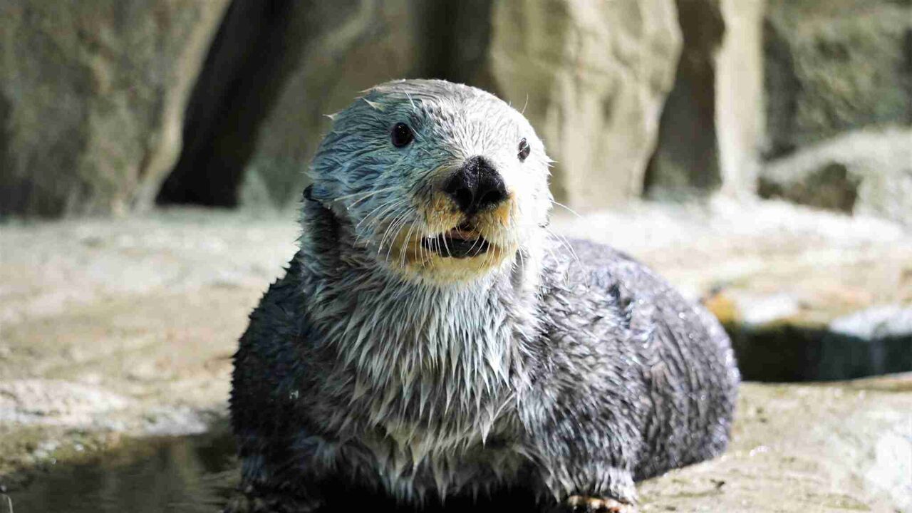 高齢ラッコの雄、リロ死ぬ　福岡・マリンワールド海の中道　国内飼育は2頭のみに