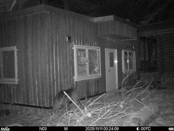 円山動物園の敷地内でヒグマ1頭を駆除　園内に設置した箱わなにかかる　連日出没していた個体とみられる