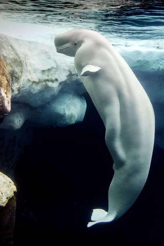 ゾッとする海獣、海洋生物を貼るトピ