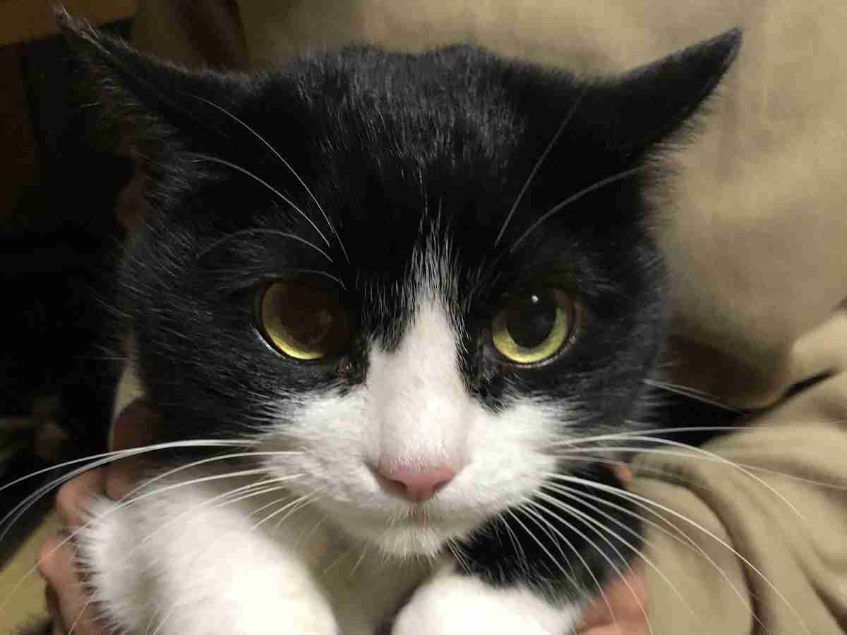 年収300万円の人は「犬」や「猫」を飼っても大丈夫？