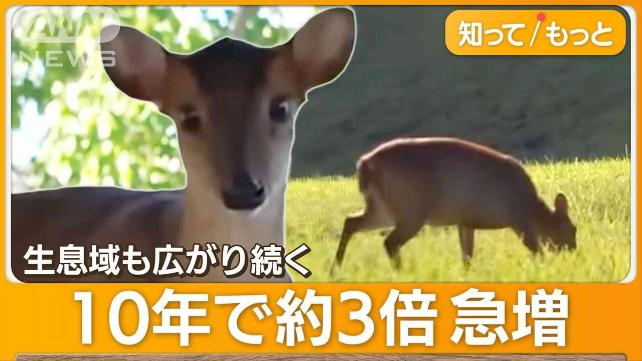 千葉“非常事態”　キョン7万頭が爆発的に繁殖　不気味な鳴き声…住民からは悲鳴も