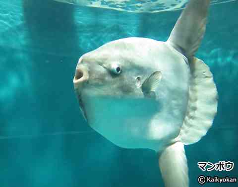 体調を崩した〝寂しがり屋のマンボウ〟が元気いっぱいに!!〝予想外の大作戦〟に大反響「正直信じられませんが…」