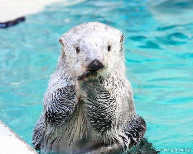 YouTubeでつい見てしまう動画