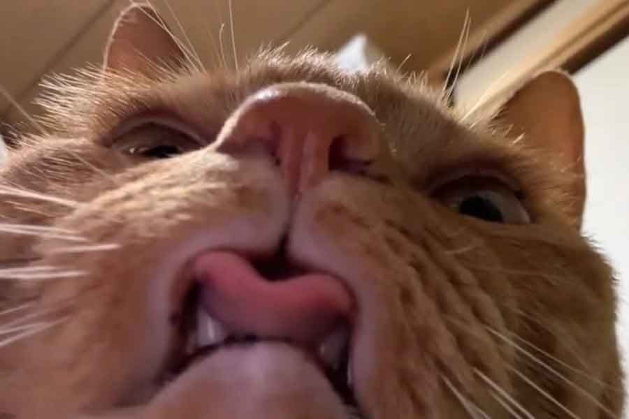 「ねこはどの角度から見てもかわいいとか言ったの、誰だ！」元保護猫を下から撮影したら衝撃の結果に