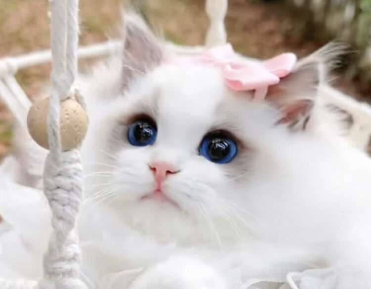 告白沢山される=美人なのでしょうか？