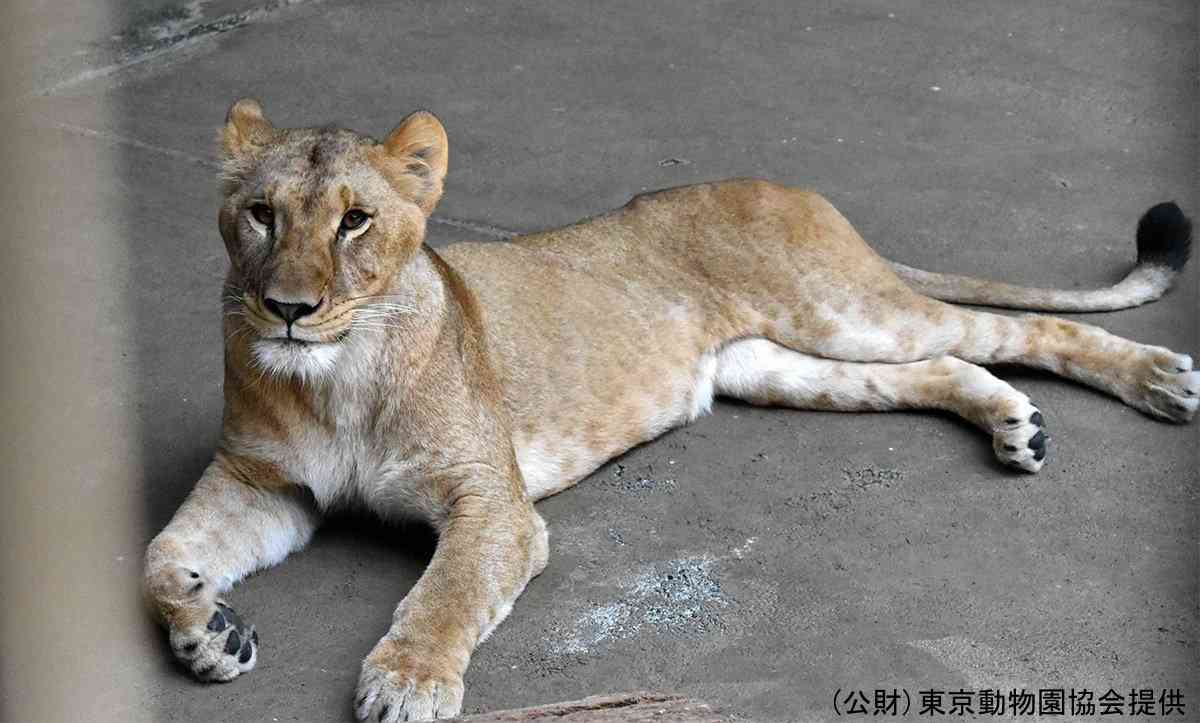 ライオン3頭が相次ぎ死ぬ　猛暑影響か　18頭のうち10頭が次々と体調不良に　クーラーなど増設も　東京・多摩動物公園
