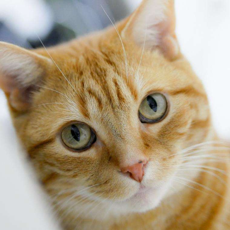 茶トラ猫が好き