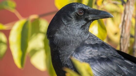 野生のカラスと仲良くなる方法を実践した結果