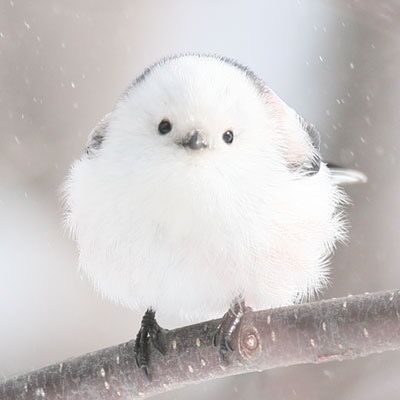 【画像】自分が可愛いことを自覚してそうな動物