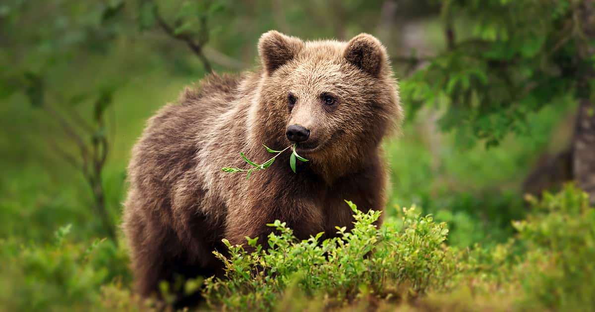 頬つかみ人間の顔を噛みちぎったクマを「復讐でタコスにして食べた、究極の復讐だ」…クマを殺すな！と何十件も抗議電話を自治体にかける女性…クマとの共存とは