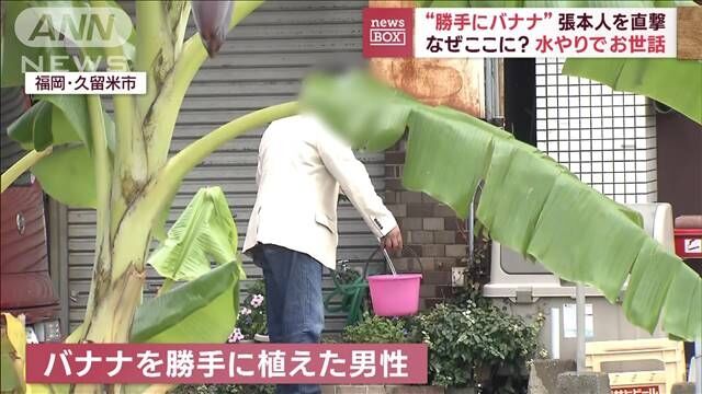 中央分離帯に“勝手にバナナ”　市が伐採求めるも男性応じず