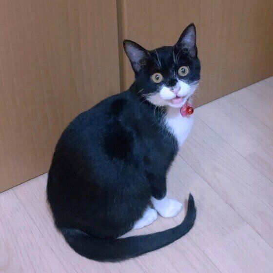 【飼い主調査】愛猫に「感謝された」と感じた瞬間　猫の本当の気持ちを専門家に聞いた