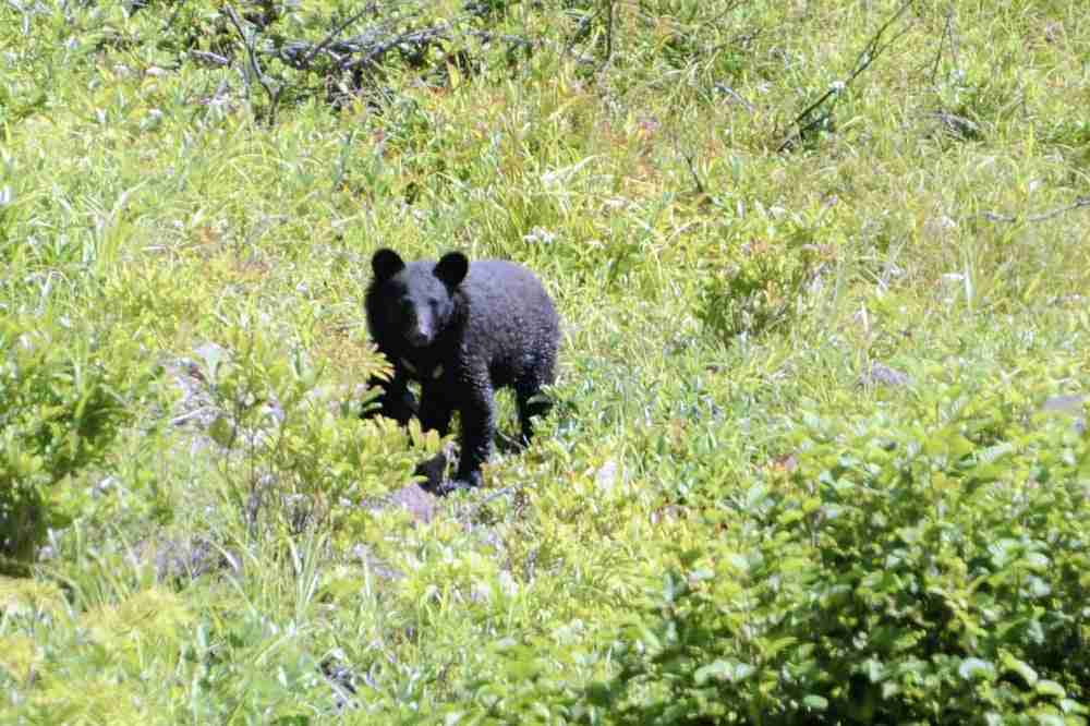 神奈川で山登り中の60代女性、クマにかまれ親指の先失う…林道付近の穴から飛び出す