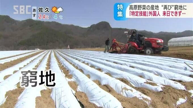 レタス出荷量全国１位の村で生産者が困惑　産地支える外国人が来ない…何があった？　長野・川上村