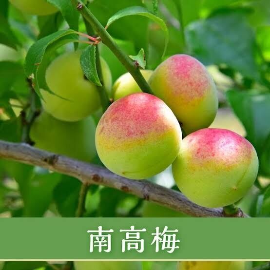 いつから音読みやめたのでしょう