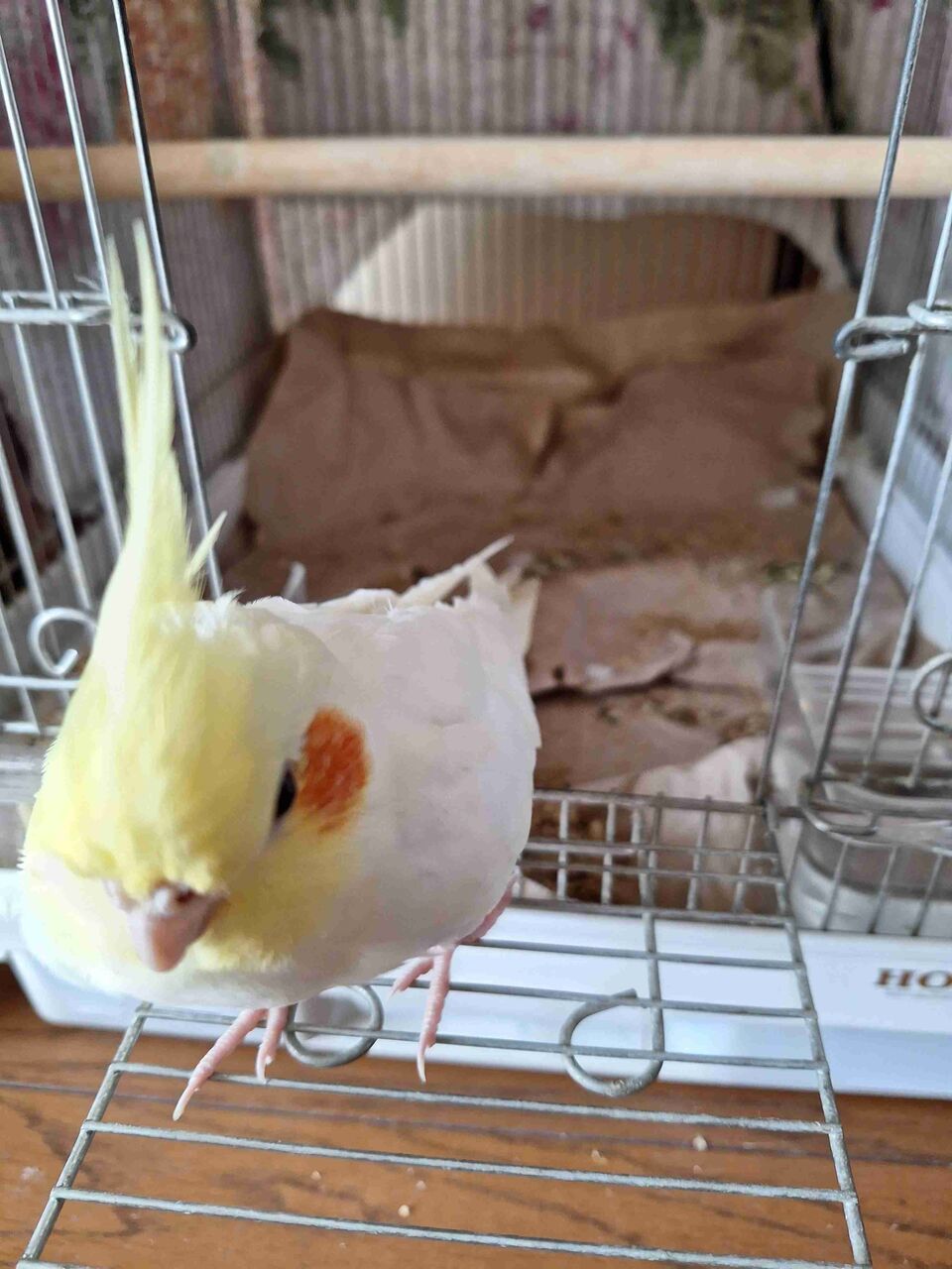 お家のペット、いま何してる？そしてあなたは？