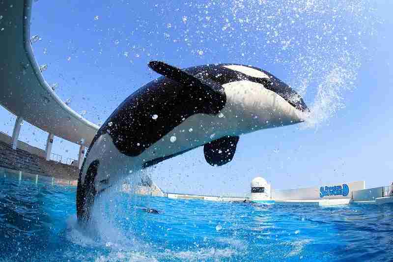 シャチについて知ってること