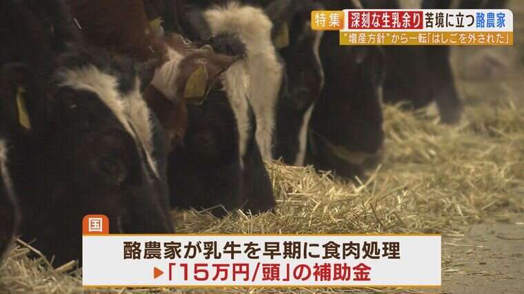「あの目を見て、命なので、受け入れがたい」乳牛を食肉処理すれば補助金...減産方針に酪農家困惑「牛乳輸入は減らせない？」国に聞いてみると