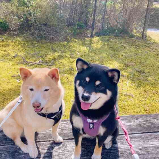 犬がほかの動物にやさしい理由 犬の愛情深さと仲間意識の背景