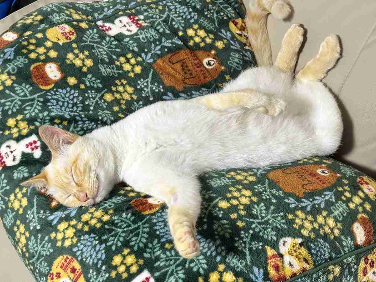 野良を卒業した猫、たった2日でこうなる⇨家猫デビューした2匹の寝姿に「最高」「野生の本能はどこにW」の声
