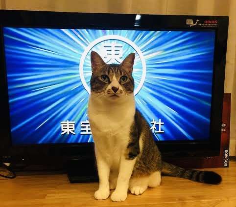 くだらないコメOKのトピ[ストレス解消]