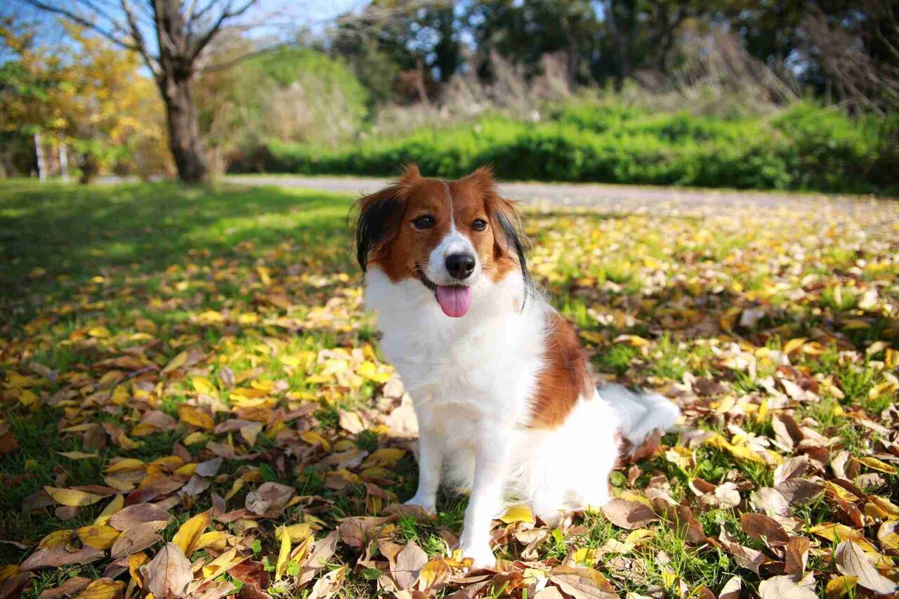 珍しい犬種が見たい