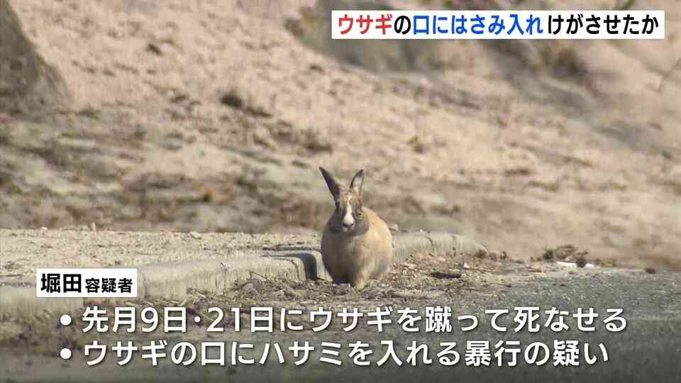 男のスマホにウサギ虐待の動画や画像も　ウサギの口にはさみを入れ暴行か　広島県の「うさぎの島」で　会社員の男（25）を再逮捕　広島県警