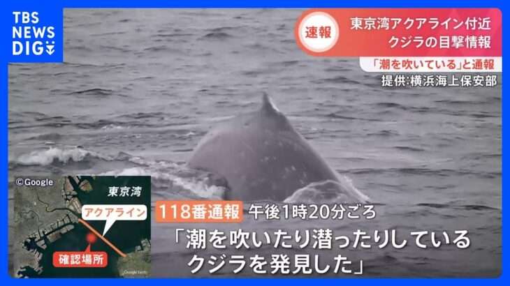 今度は“東京湾”でクジラ目撃　海上保安部の巡視船が大型海洋生物を確認　アクアライン近く