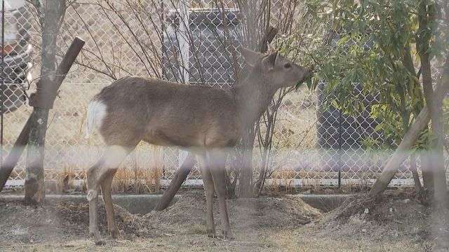 大阪の“迷い”シカ「何かの縁」能勢町の能勢温泉が受け入れ　名前の候補は吉村知事提案「シカやん」