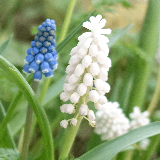 単独ではトピが立たない 好きな花 のトピ