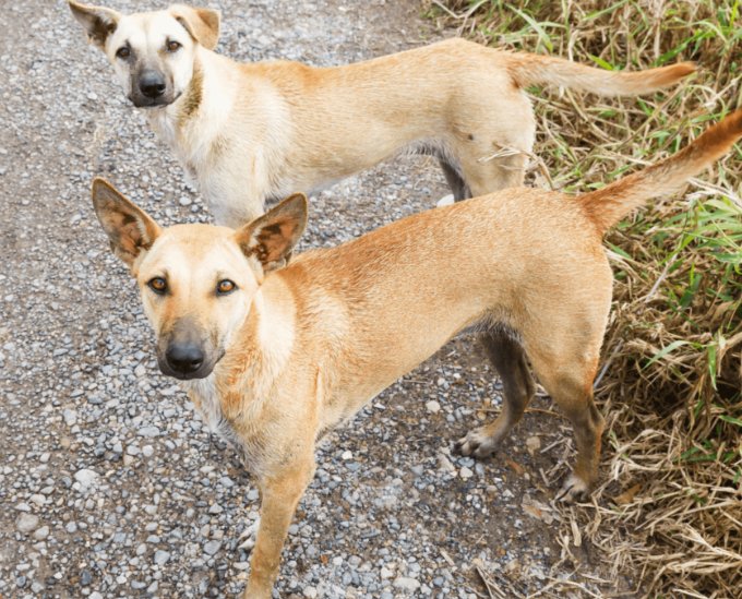 【昔飼ってた】外犬の雑種犬について語ろう【昭和～平成】