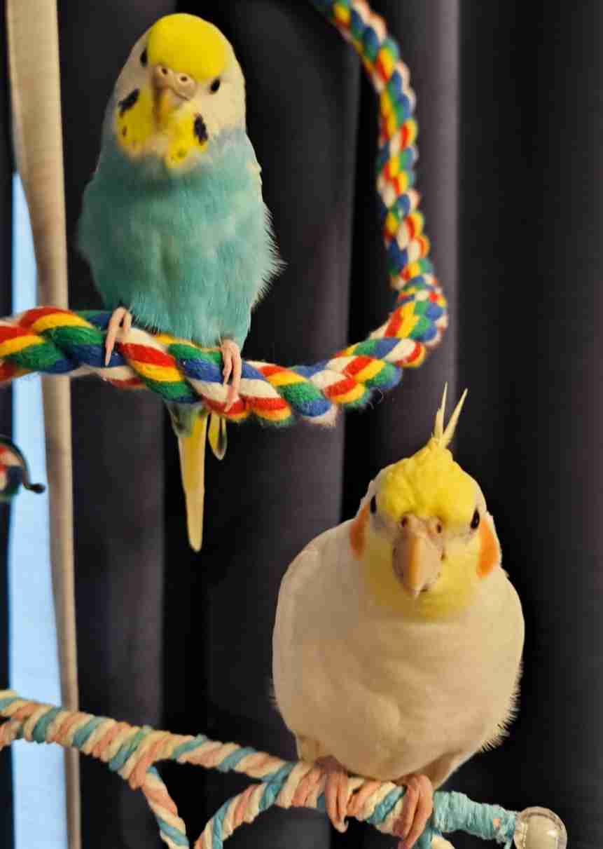 【インコ・オウム】鳥が好きな人と語りたい【文鳥なんでも】