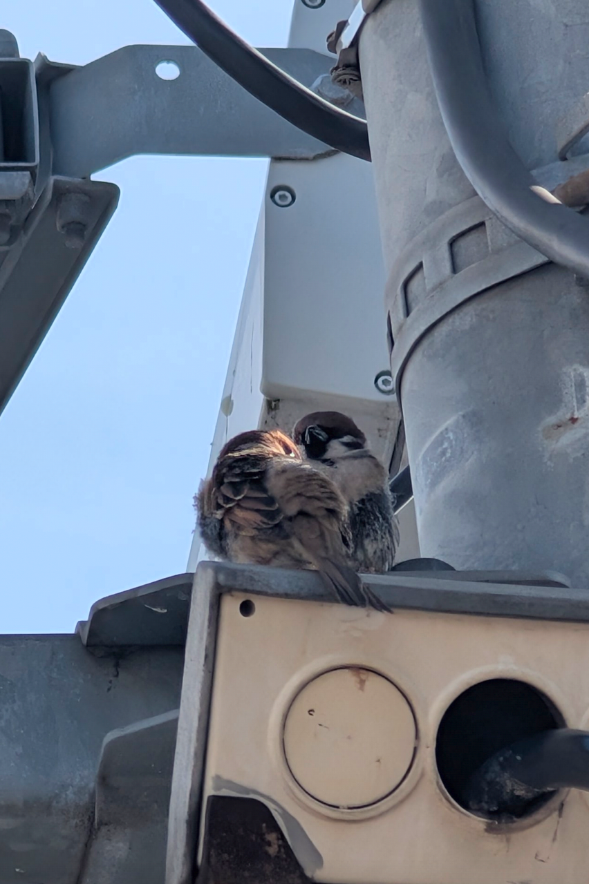 今日（3月20日）は世界スズメの日
