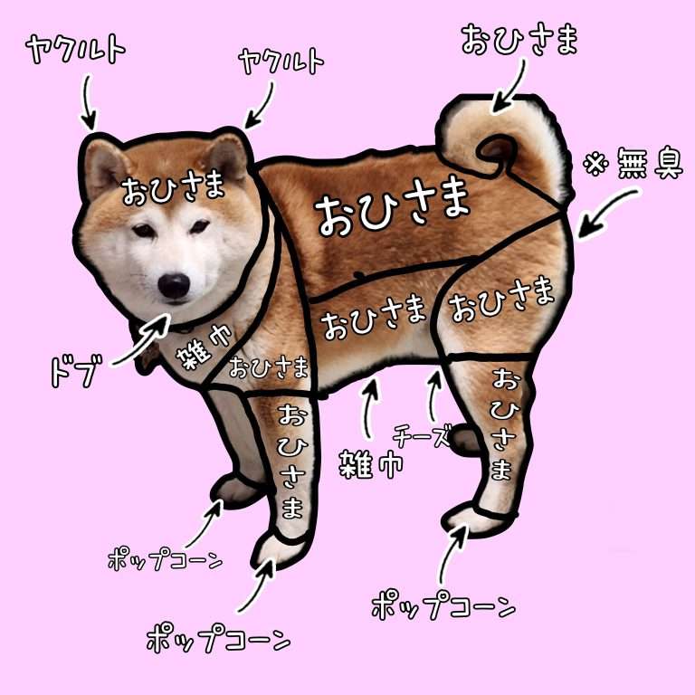 柴犬の体臭を調査した「におい分布図」が予想外すぎてびっくり！“まさかのニオイ”も