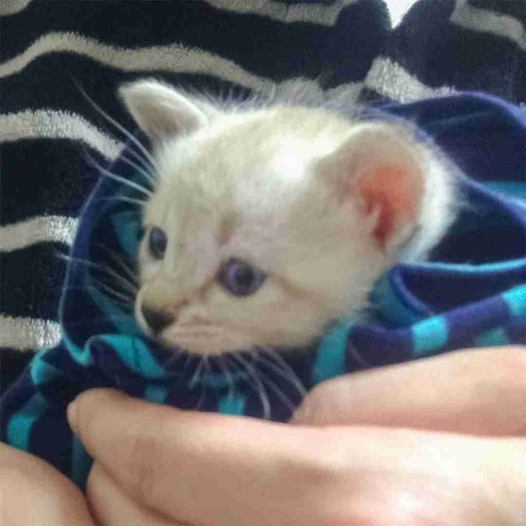 「他のねこと交換して」　毛色を理由に譲渡不成立になったシャムミックス　美しく成長した姿に3万人感動