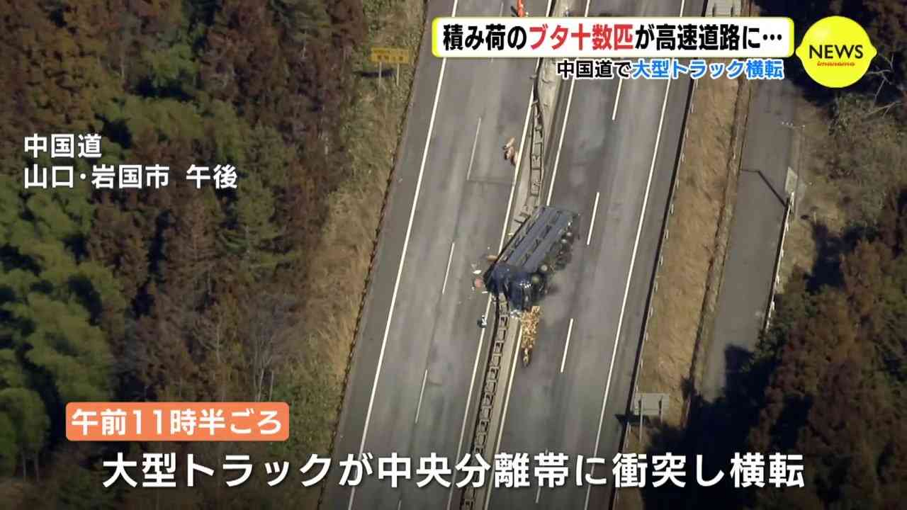 ブタ10数匹が高速道路に逃げ出す…　約100匹積んだトラックが横転事故