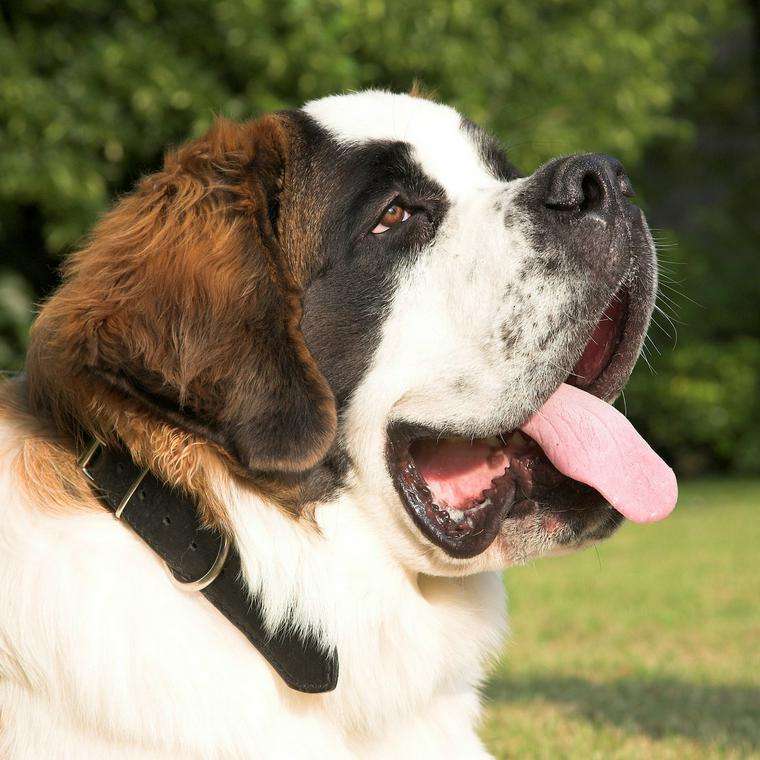 大型犬を飼ってみたい。