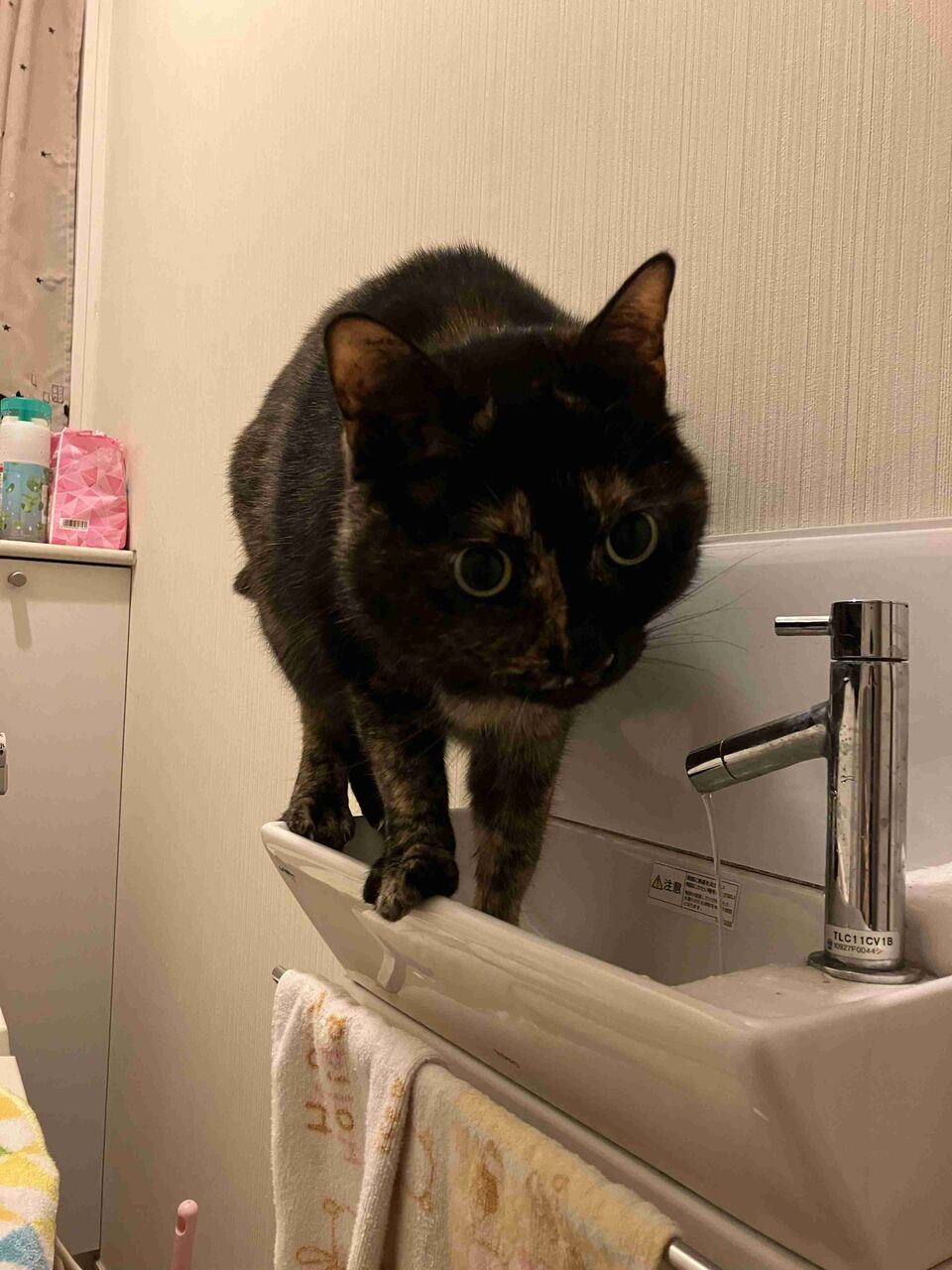 サビ猫飼ってる人！