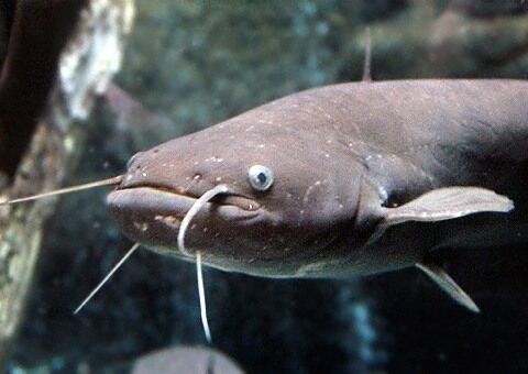 自分の「カワイイ」が他の人と違う