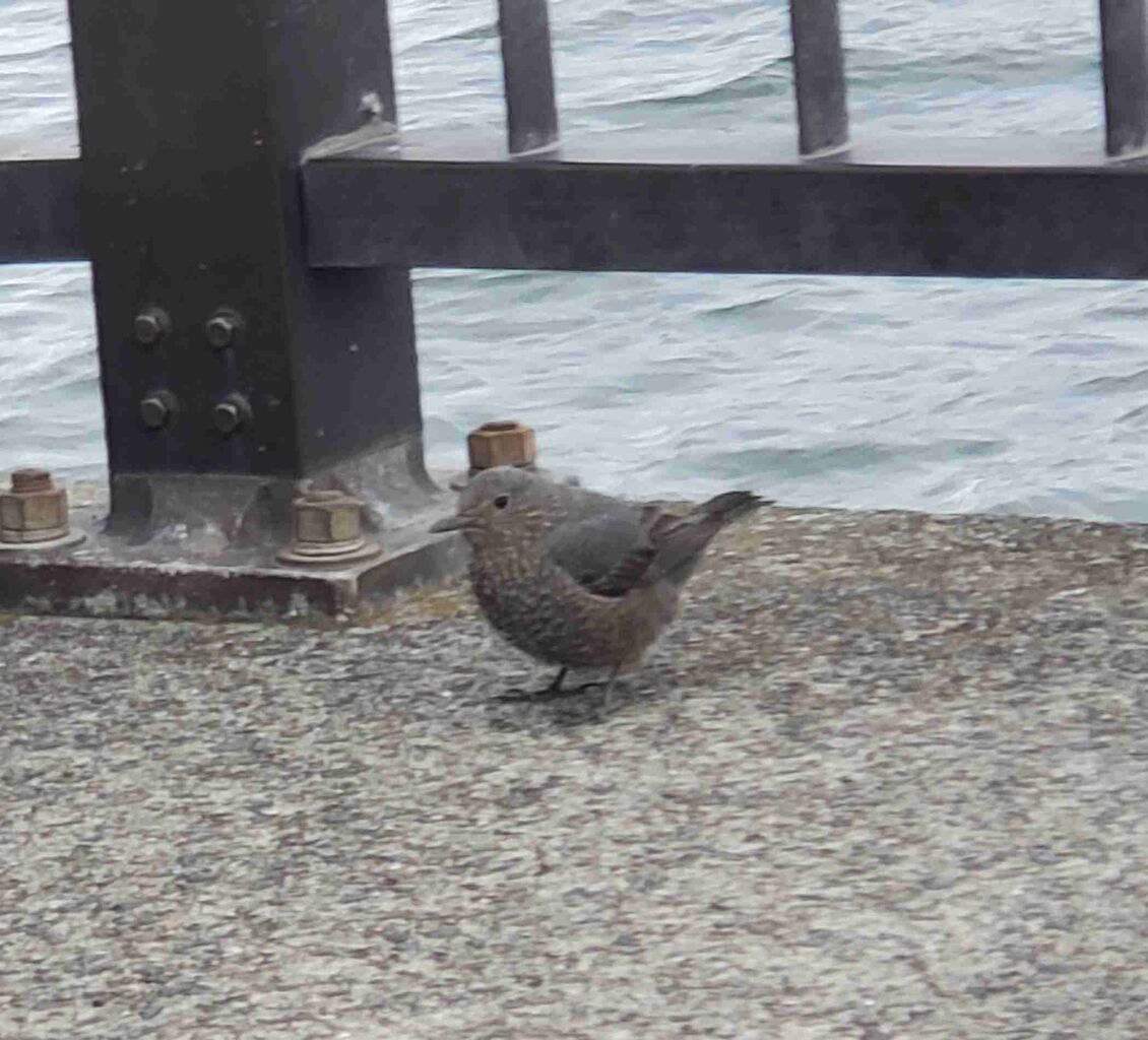 知ってる人が答えてくれるトピ