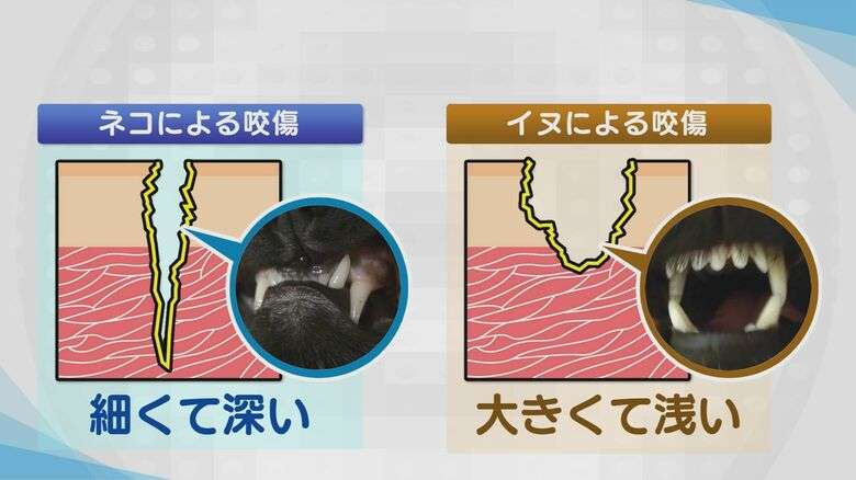 動物に噛まれたら…最悪死に至るケースも　 原因の9割は犬・重症化しやすい猫… 救命医に聞いた対処法【新潟発】