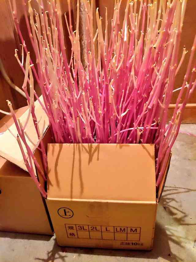 ジャガイモ10kgを3カ月も放置→衝撃の姿に変貌「うわああ」「怖すぎる」　第一発見者は「耳をつんざく悲鳴」