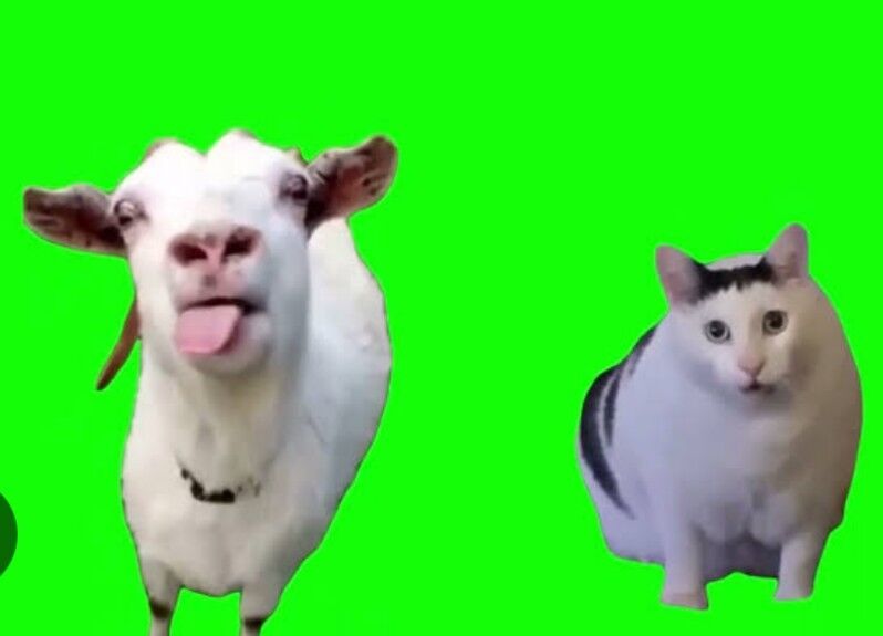 【ﾊｯﾋﾟｰ】猫ミーム動画にありがちなこと【ﾁﾋﾟﾁﾋﾟ】